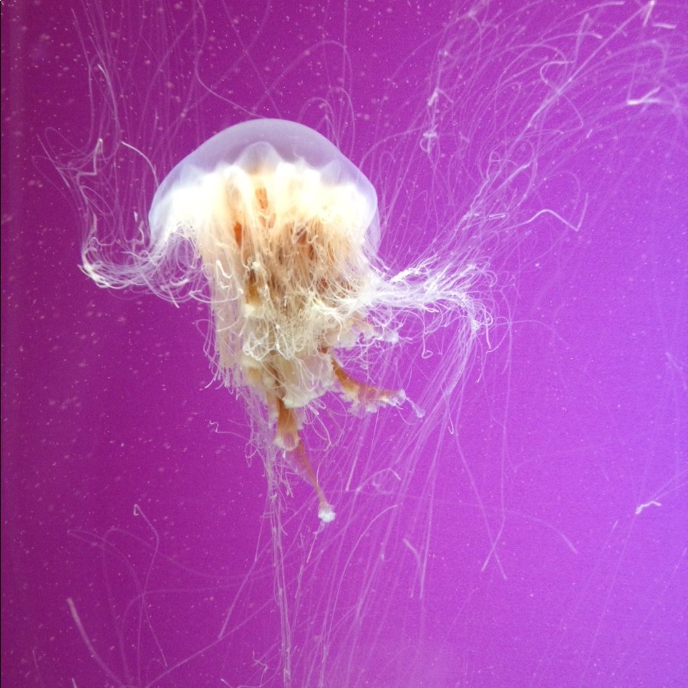 Meet your Posher, Chelsi